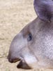 Tapir